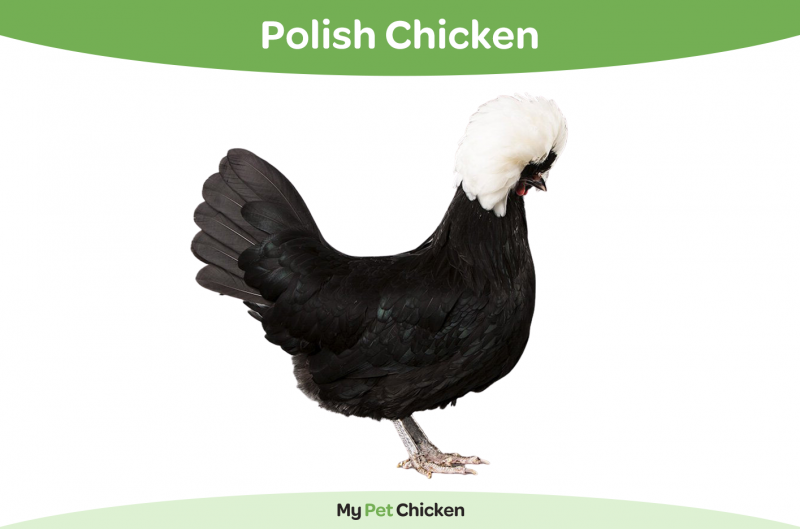 10 ras kurczaków z grzebieniem (ze zdjęciami)
