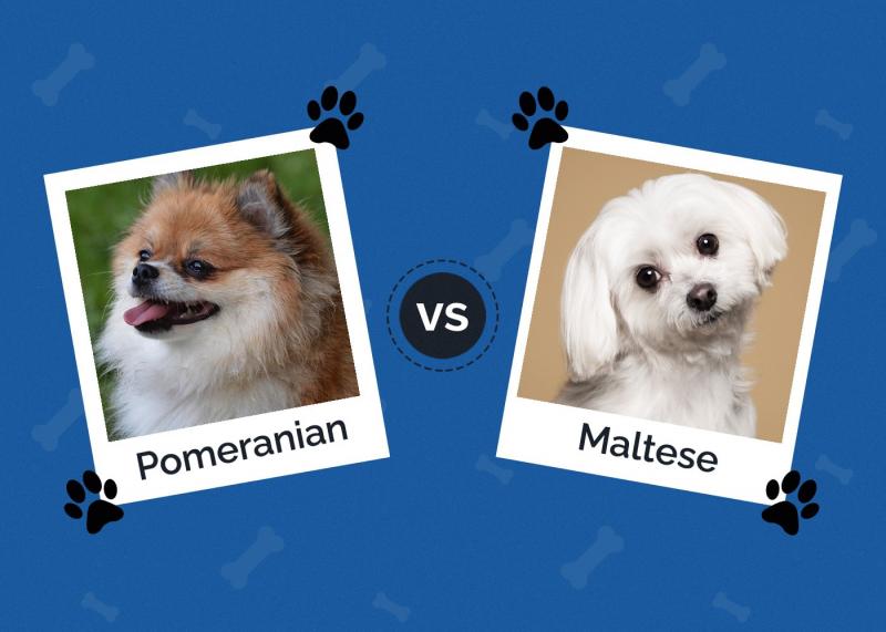 Pomeranian vs Maltańczyk: Wyjaśnienie kluczowych różnic (ze zdjęciami)