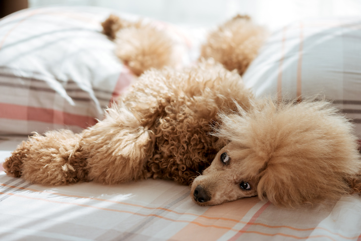 Dlaczego mój pies sika na łóżko mojego dziecka? 5 możliwych powodów