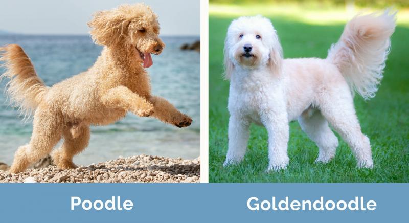 Pudel standardowy a Goldendoodle: Różnice (ze zdjęciami)
