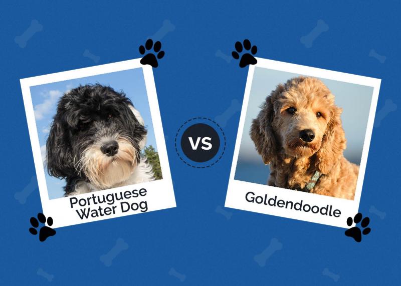 Portugalski pies wodny vs Goldendoodle: Kluczowe różnice (ze zdjęciami)
