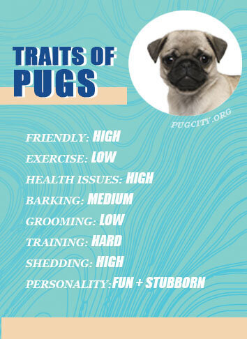 Teacup Pug Info: Zdjęcia, cechy i temperament