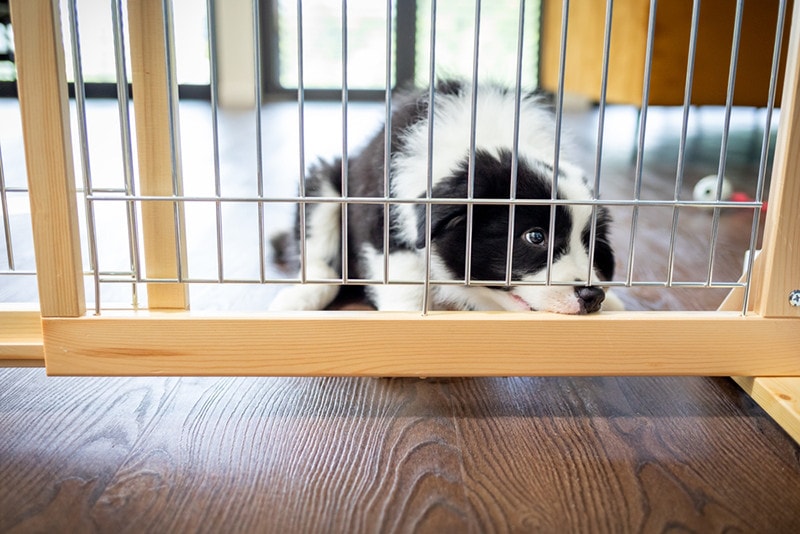 Jakiej wielkości klatki potrzebuje Border Collie?