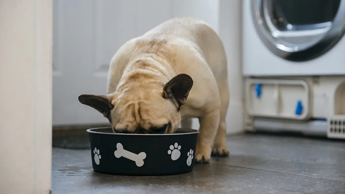 W skrócie: Najlepsze przepisy na karmę dla psów Purina Bella: