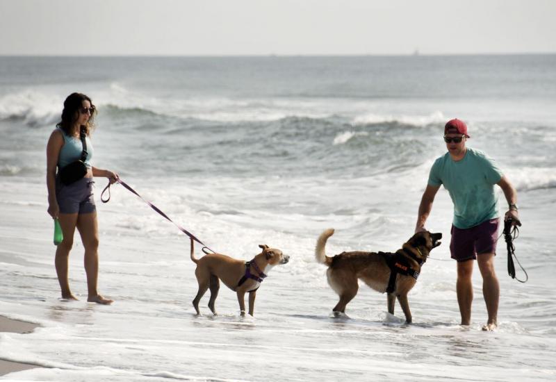 10 wspaniałych plaż przyjaznych psom w New Jersey (aktualizacja 2024)