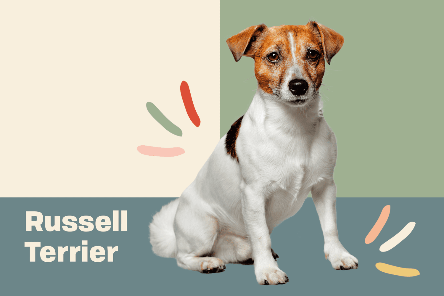 Z czego znane są Jack Russell Terriery? Cechy i charakterystyka