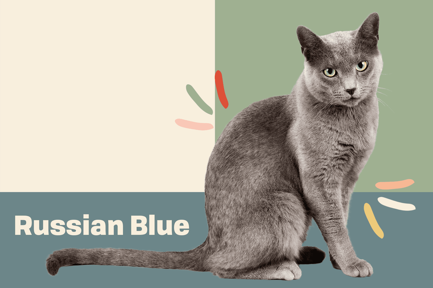 8 fascynujących faktów na temat kotów rosyjskich niebieskich, które powinieneś znać już dziś
