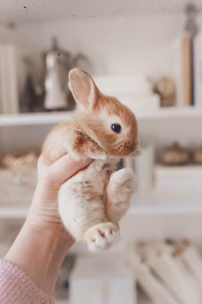 13 wskazówek dotyczących fotografowania królików dla doskonałych portretów zwierząt domowych