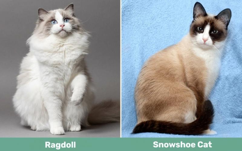 Ragdoll a kot na rakietach śnieżnych: różnice (ze zdjęciami)