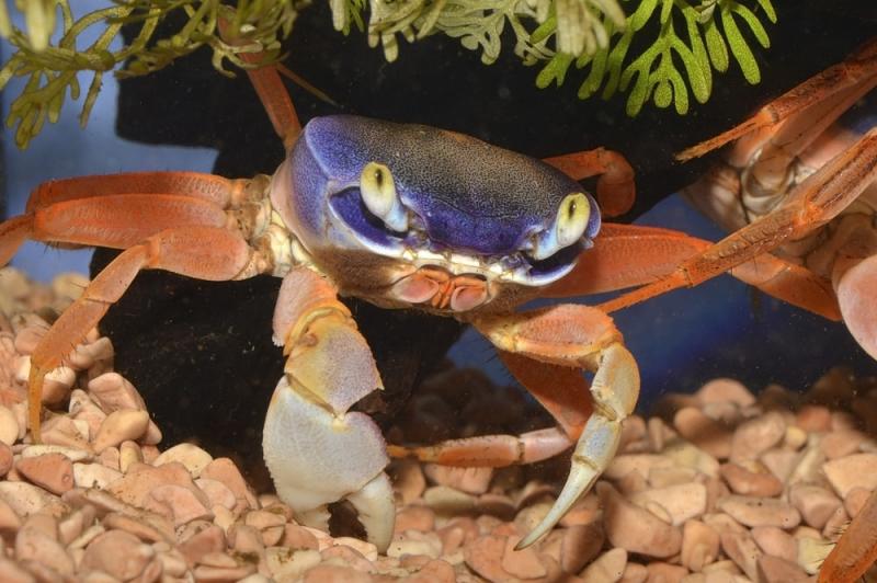 12 popularnych rodzajów krabów domowych