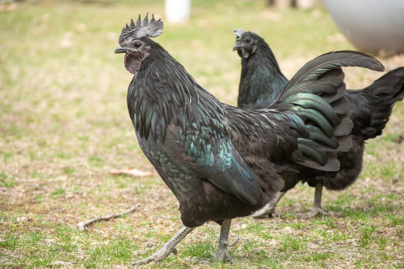 2. Kurczak Ayam Cemani