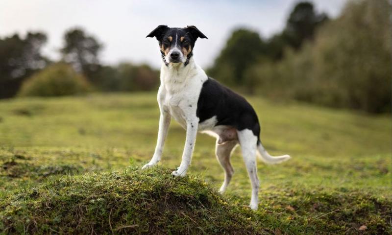 Raggle (Beagle & Rat Terrier Mix) Rasa psów: zdjęcia, informacje, pielęgnacja i więcej!