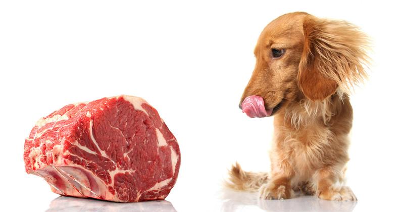 Czy psy mogą jeść surowe mięso? Dowiedz się, co jest bezpieczne dla Twojego pupila!
