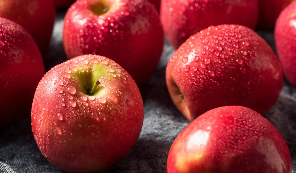 Jak karmić osły jabłkami
