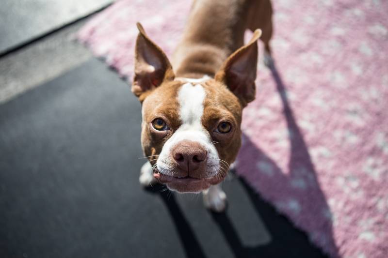 Czy Boston Terrier może zostać sam? Alternatywy i porady dotyczące opieki