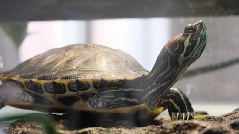 Końcowe przemyślenia na temat platform maskujących dla żółwi