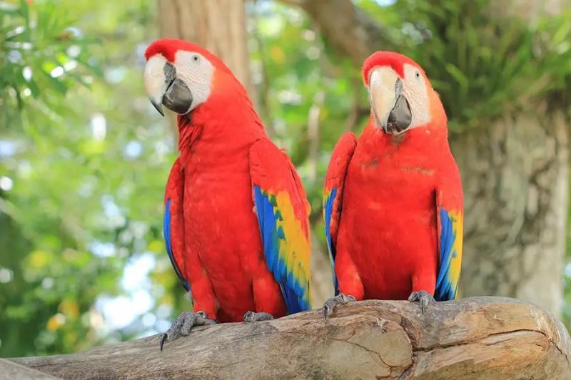 17 rodzajów papug czerwonych (ze zdjęciami)
