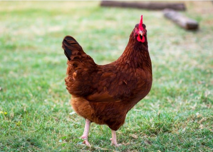 red-chicken-breeds-rhode-island-red-6592878