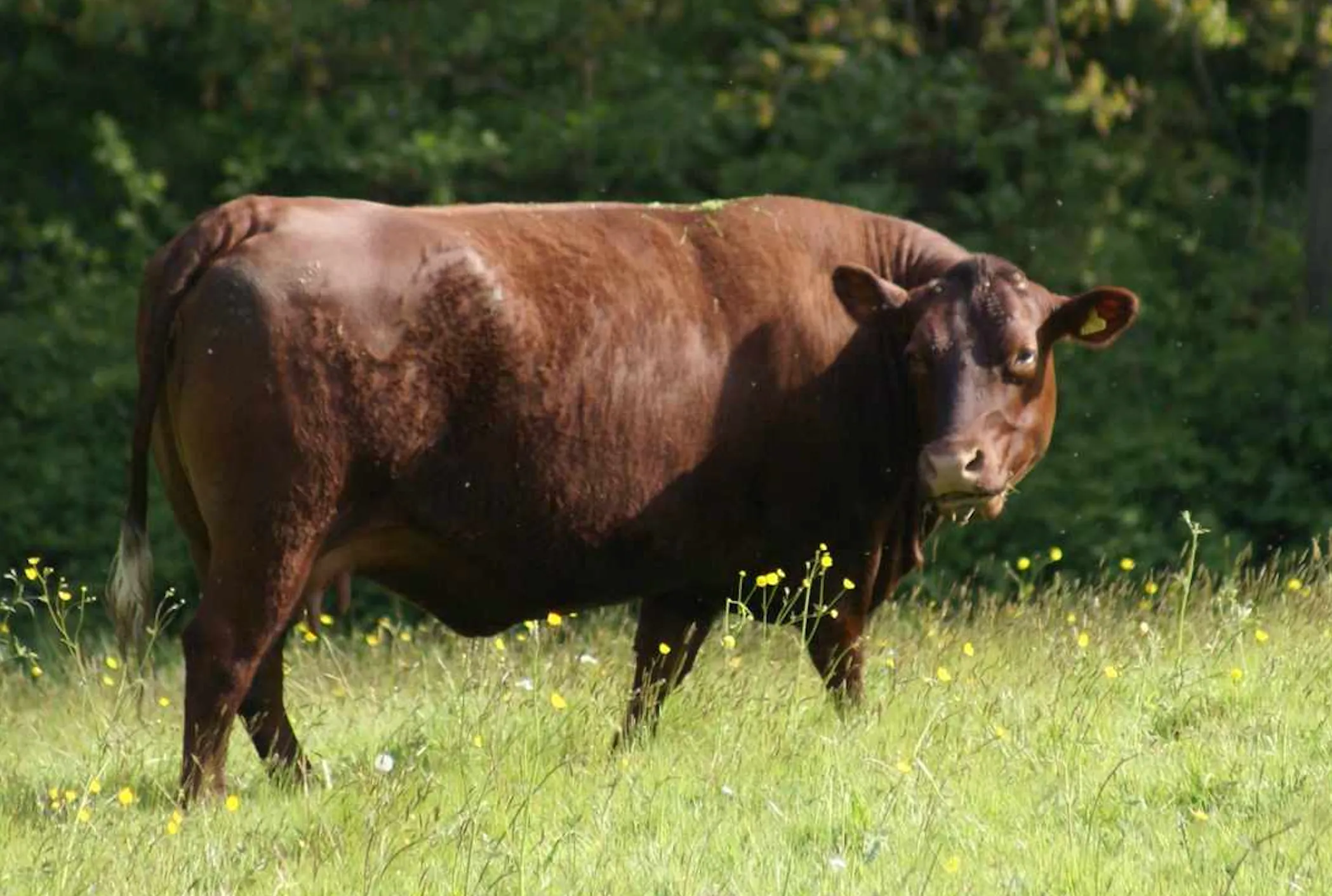15 ras czerwonego bydła (ze zdjęciami)