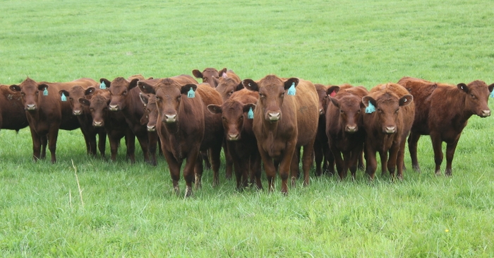 Charakterystyka rasy bydła Red Poll