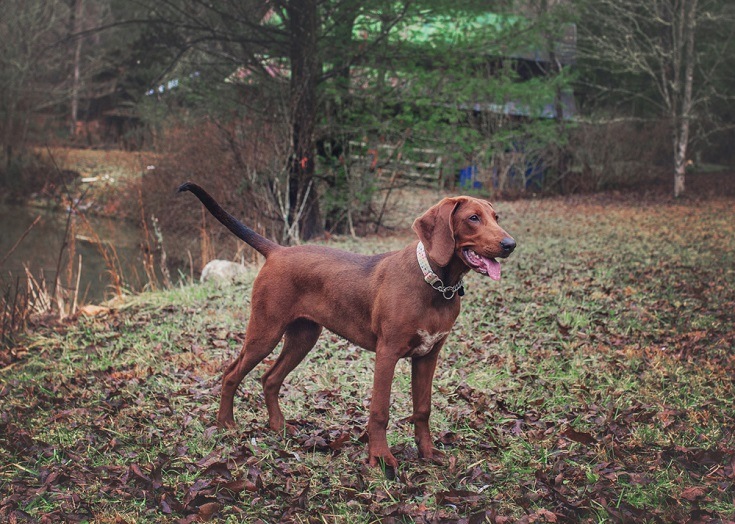 Redbone Coonhound Przewodnik po rasach psów: Informacje, zdjęcia, pielęgnacja i więcej!