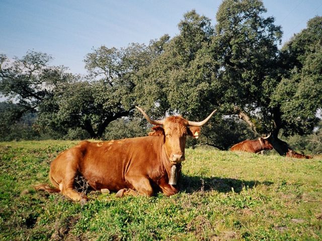 Pochodzenie bydła Retinta