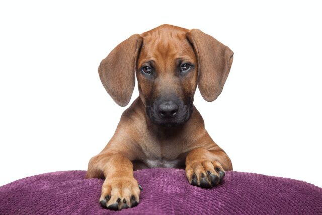 10 najlepszych karm dla psów rasy Rhodesian Ridgebacks