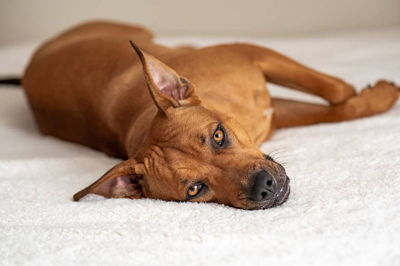 Długość życia Rhodesian Ridgeback: Fakty i FAQ