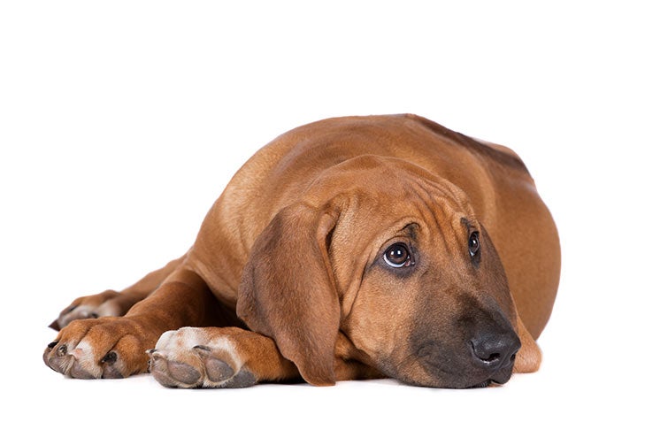 Szczenięta rasy Rhodesian Ridgeback Beagle