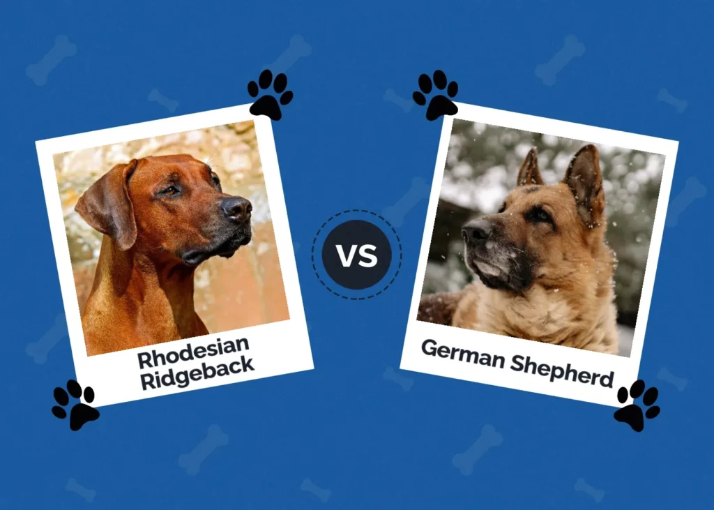 Rhodesian Ridgeback vs owczarek niemiecki: Kluczowe różnice (ze zdjęciami)