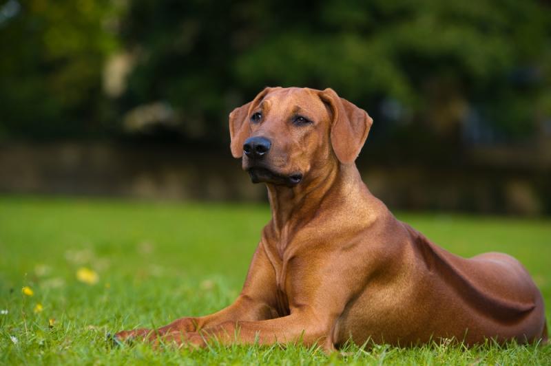 Sierść Rhodesian Ridgebacka