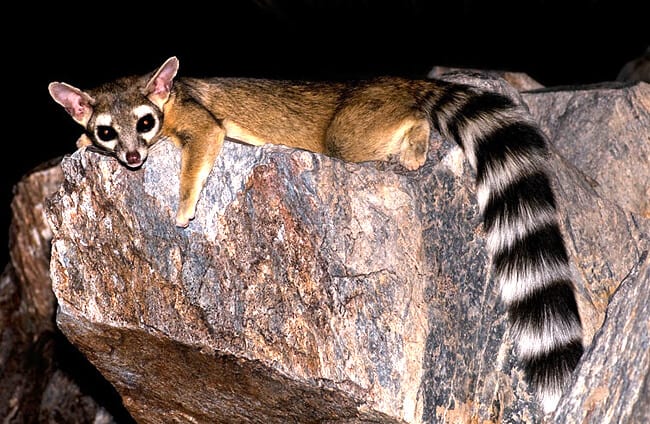 Kocięta rasy amerykański ringtail