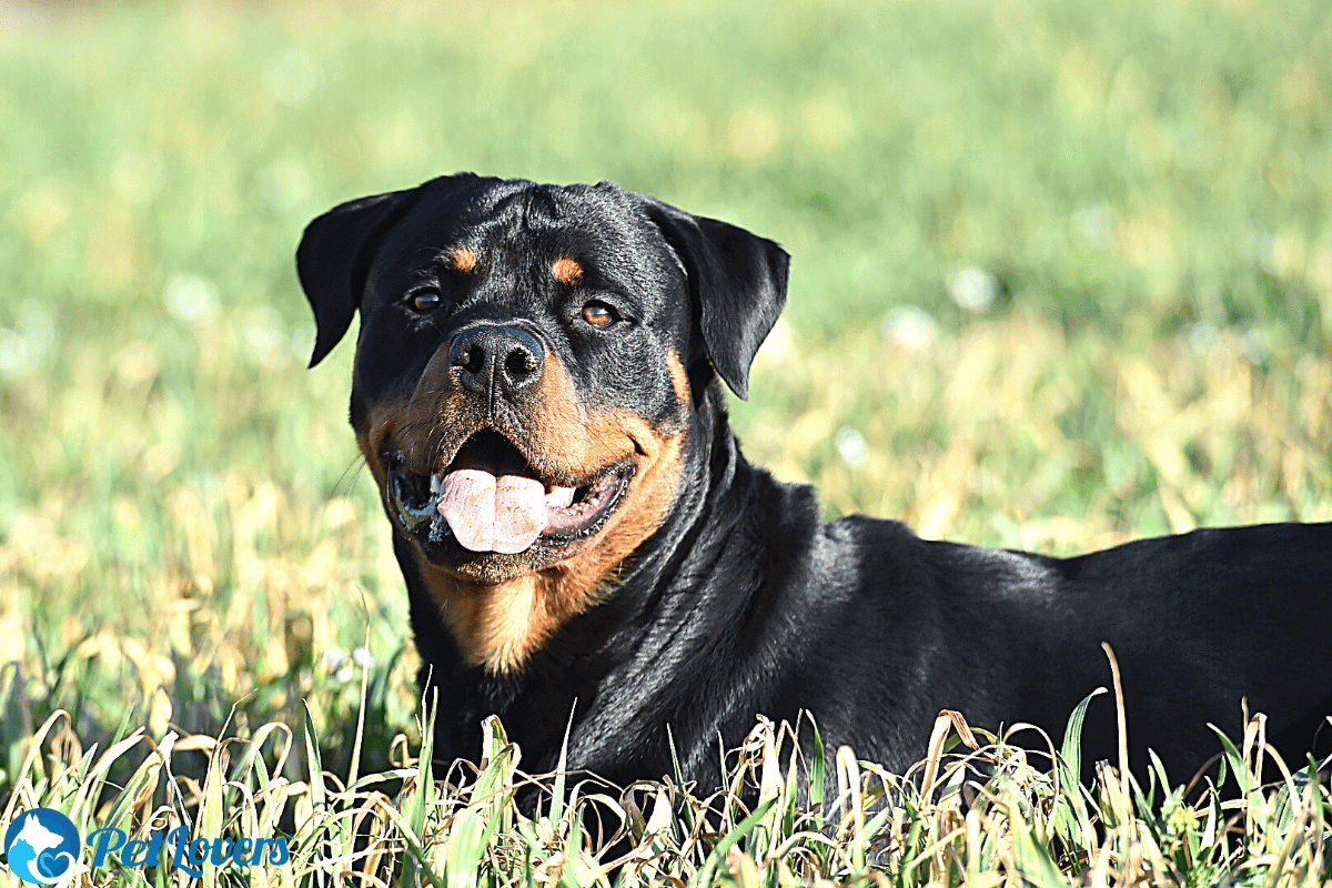 Czy rottweilery linieją? Przyczyny i sposoby pomocy