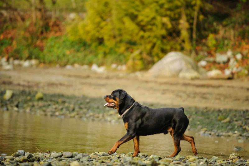 Czy rottweilery rodzą się z ogonami?