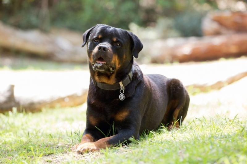 2. Amerykański rottweiler