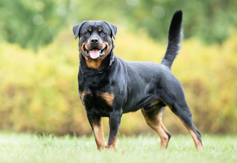 Do czego zostały wyhodowane rottweilery? Wyjaśnienie historii i pochodzenia