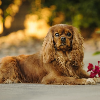 Czy Cavalier King Charles Spaniel wymaga intensywnej pielęgnacji?