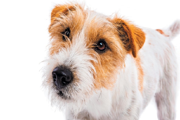 Szczenięta rasy Jack Russell Terrier