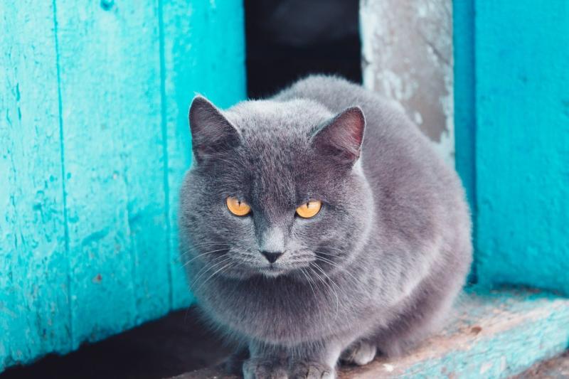 Czym jest heterochromia?