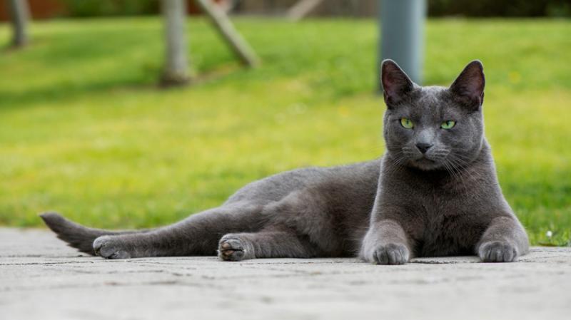 Kot rosyjski niebieski bengalski mix: Zdjęcia, informacje, temperament i cechy