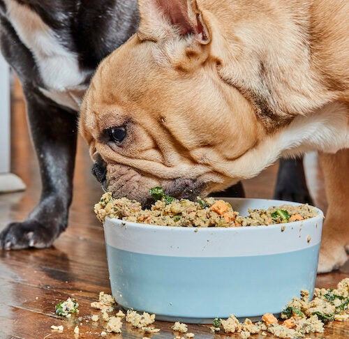 Czy mój pies może jeść tylko mokrą karmę? Fakty zatwierdzone przez weterynarza i często zadawane pytania