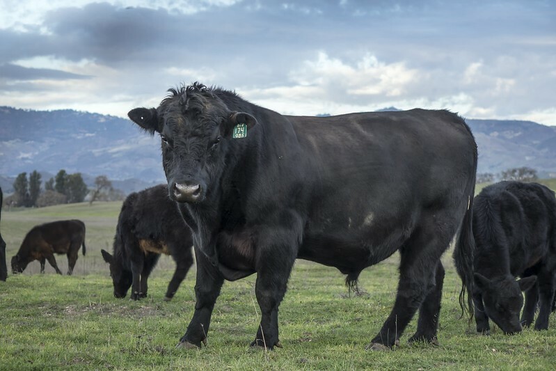 Rasa bydła Aberdeen Angus: Fakty, pochodzenie i historia (ze zdjęciami)