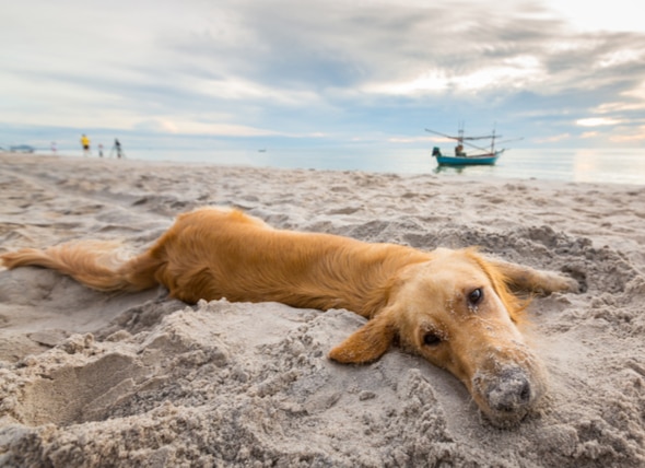 5 korzyści z zabierania psa na plażę
