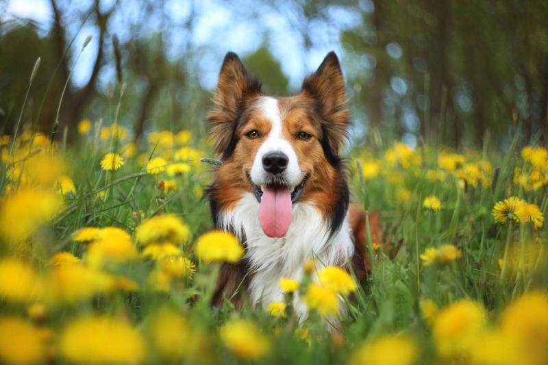 Brązowy Border Collie: historia i fakty (ze zdjęciami)