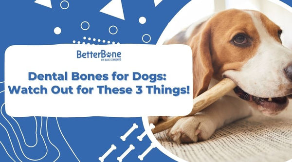 Dlaczego psy żują kości? 3 powody i wskazówki