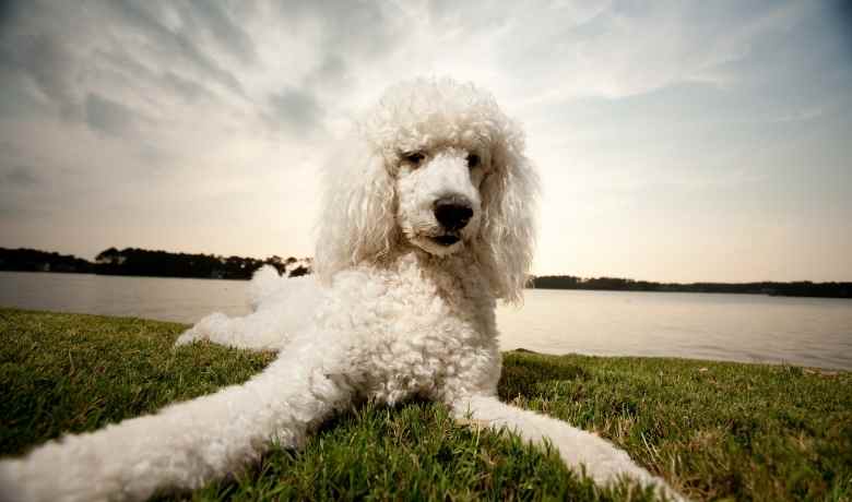 Sammypoo (Samoyed Poodle Mix): Zdjęcia, pielęgnacja, informacje i więcej