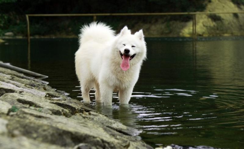 Zalety posiadania psa rasy samoyed: