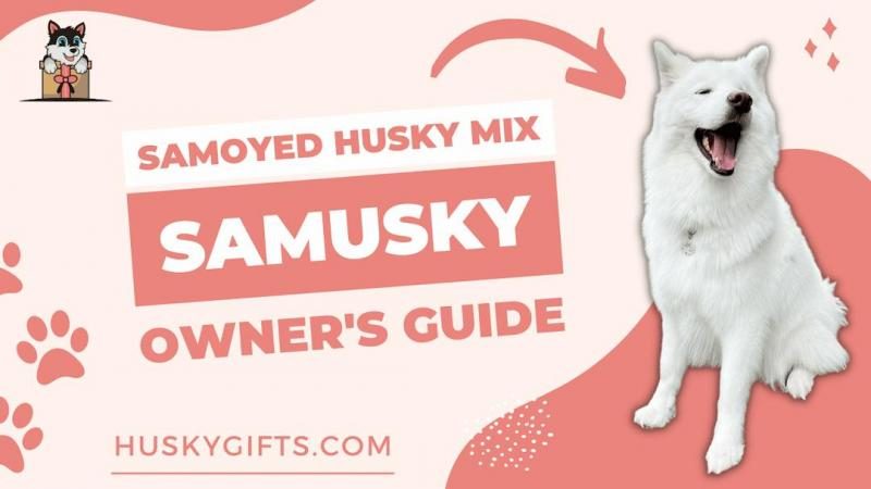 samoyed-husky-mix-samusky-samsky-owners-guide-7435615-9493973