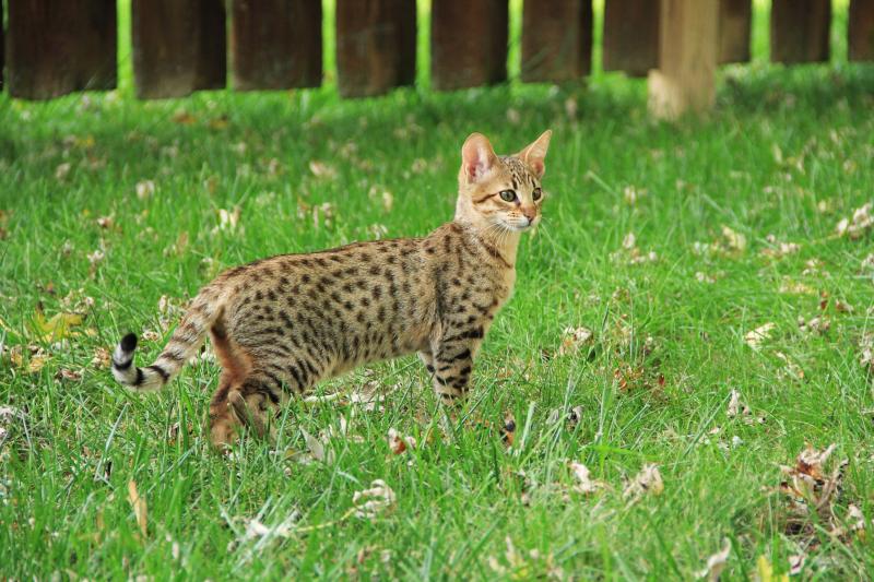 Czy koty Savannah są niebezpieczne? Fakty i odpowiedzialność prawna