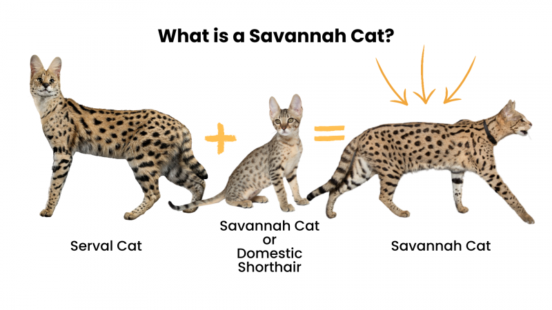 Jak koty F4 Savannah zyskały popularność